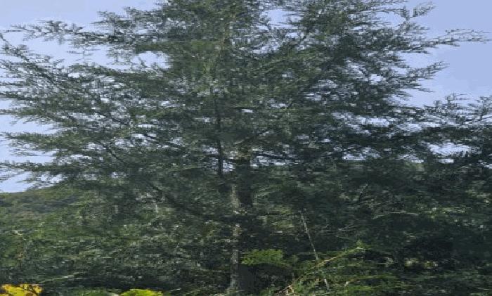 경상남도 밀양시 단장면 단장리 786-4 주택 경매 사진 17