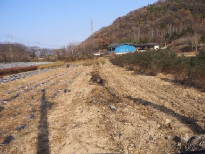 경상남도 밀양시 초동면 신월리 432-2 답 경매 사진 8
