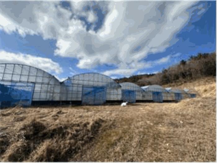 전라남도 진도군 고군면 석현리 798 전 경매 사진 2