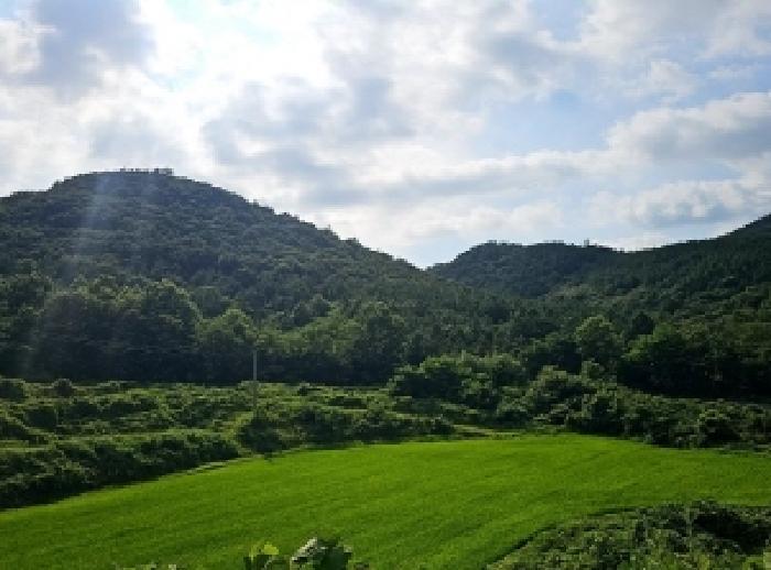 전라남도 해남군 마산면 화내리 산89 임야 경매 사진 10