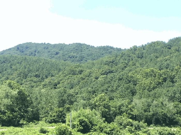 전라남도 해남군 마산면 화내리 산89 임야 경매 사진 11