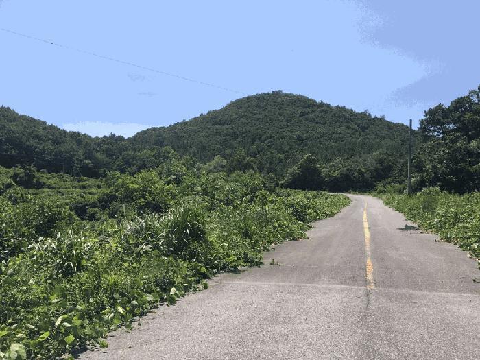 전라남도 해남군 마산면 화내리 산89 임야 경매 사진 6