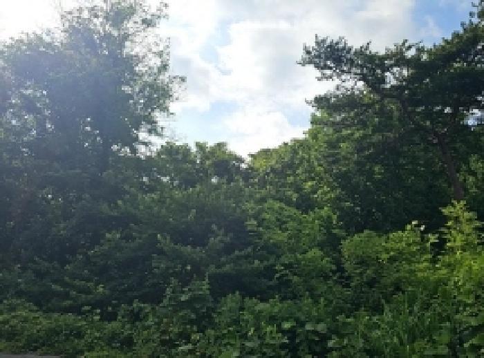 전라남도 해남군 마산면 화내리 산89 임야 경매 사진 8