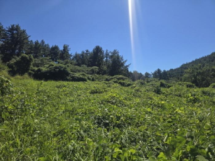 전라남도 완도군 약산면 장용리 955 답 경매 사진 11