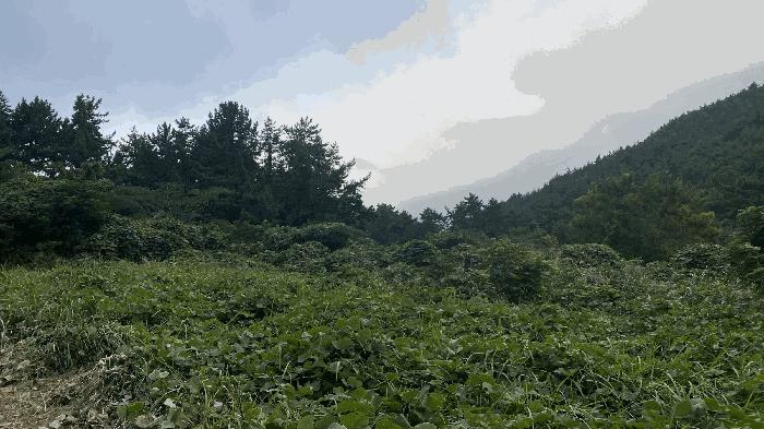 전라남도 완도군 약산면 우두리 28 답 경매 사진 6