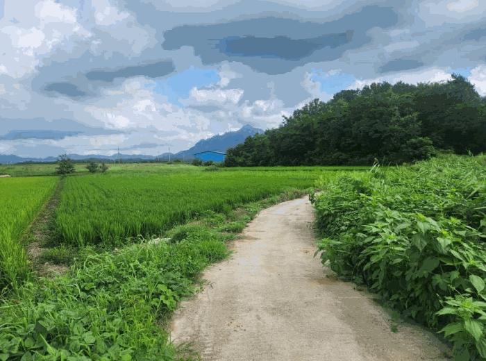 전라남도 영암군 덕진면 장선리 439-4 전 경매 사진 2