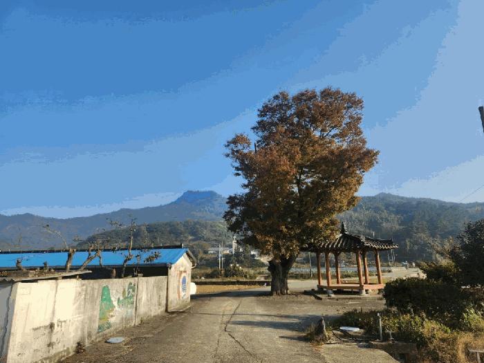 전라남도 무안군 몽탄면 내리 1027-8 답 경매 사진 1
