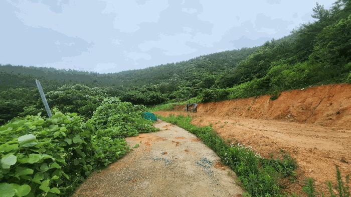 전라남도 완도군 청산면 읍리 산374-2 임야 경매 사진 12