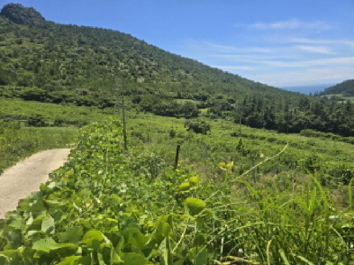 전라남도 완도군 청산면 읍리 산374-2 임야 경매 사진 15