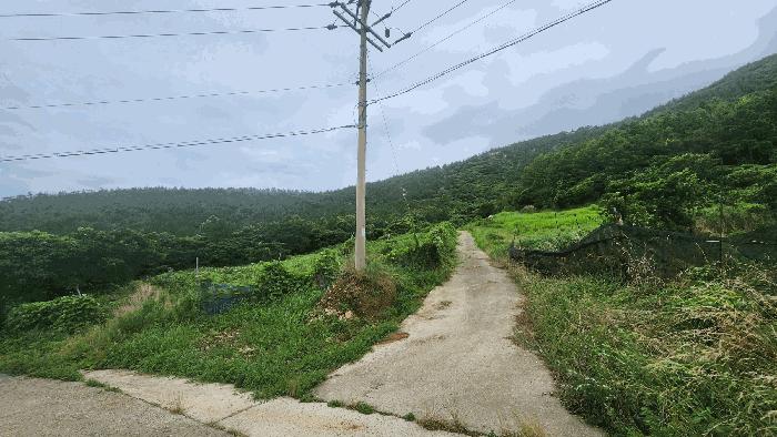 전라남도 완도군 청산면 읍리 산374-2 임야 경매 사진 4