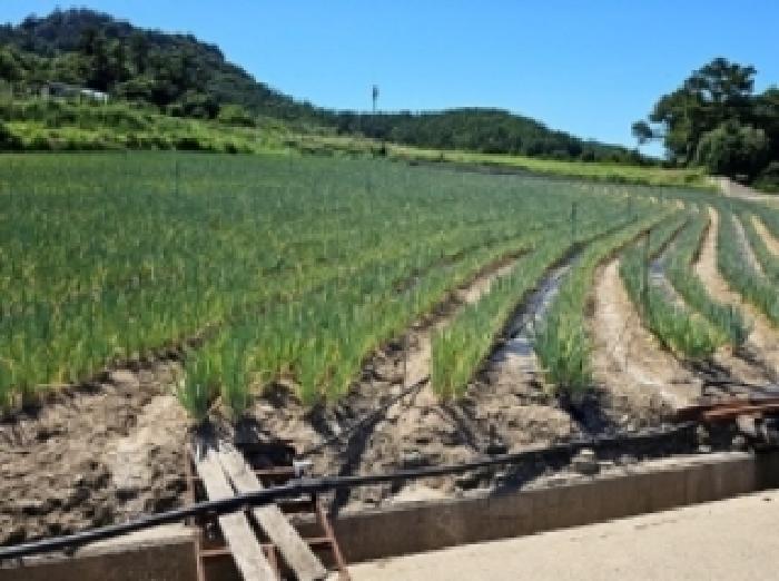 전라남도 진도군 지산면 인지리 287-1 전 경매 사진 4
