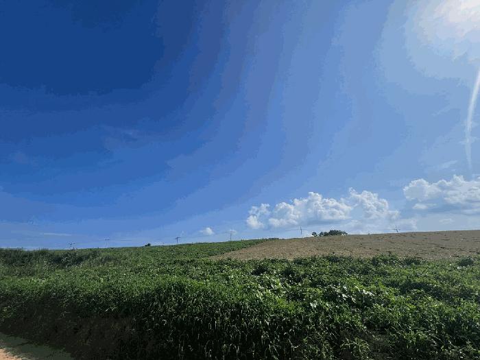 전라남도 해남군 마산면 학의리 산34-6 임야 경매 사진 2
