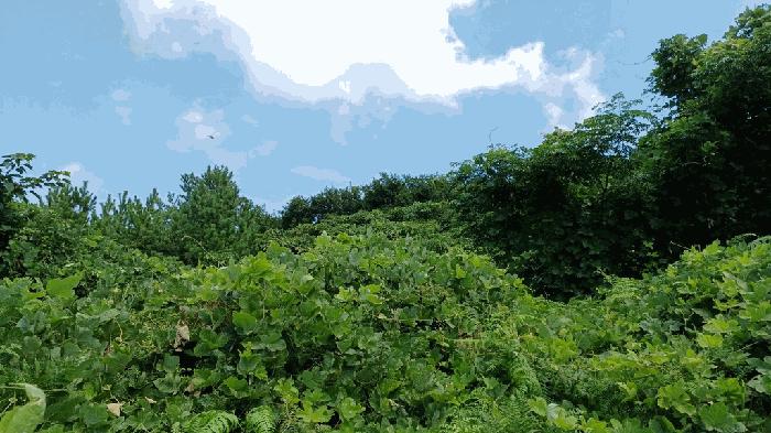 전라남도 완도군 청산면 동촌리 산91 임야 경매 사진 10