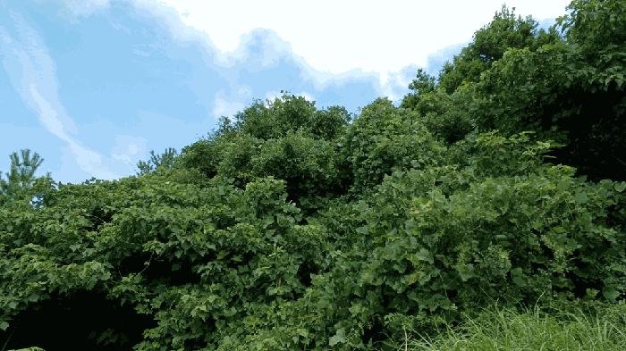 전라남도 완도군 청산면 동촌리 산91 임야 경매 사진 2
