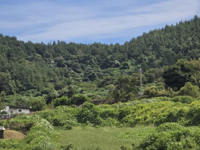 전라남도 완도군 청산면 동촌리 산91 임야 경매 사진 6