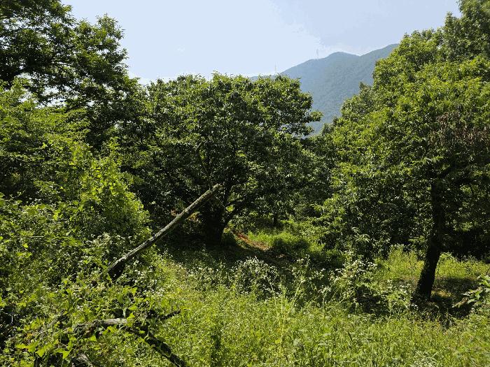 경상남도 산청군 단성면 백운리 477 임야 경매 사진 2
