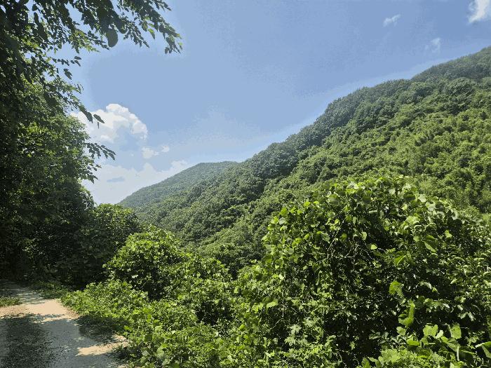 경상남도 산청군 단성면 백운리 산265 임야 경매 사진 15