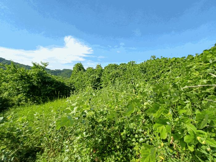 경상남도 진주시 내동면 독산리 986 답 경매 사진 10