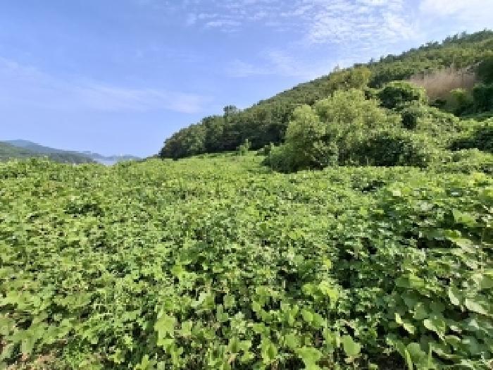 경상남도 남해군 상주면 상주리 2142 답 경매 사진 5