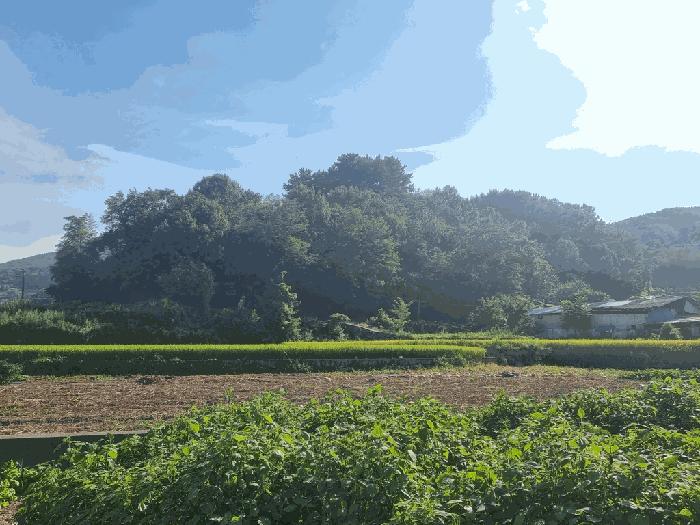 경상남도 남해군 설천면 문의리 161-1 임야 경매 사진 2