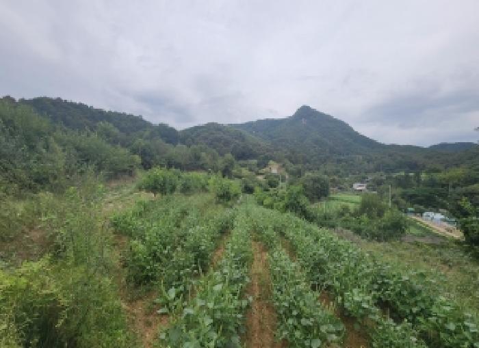 충청북도 옥천군 청산면 백운리 269 전 경매 사진 10