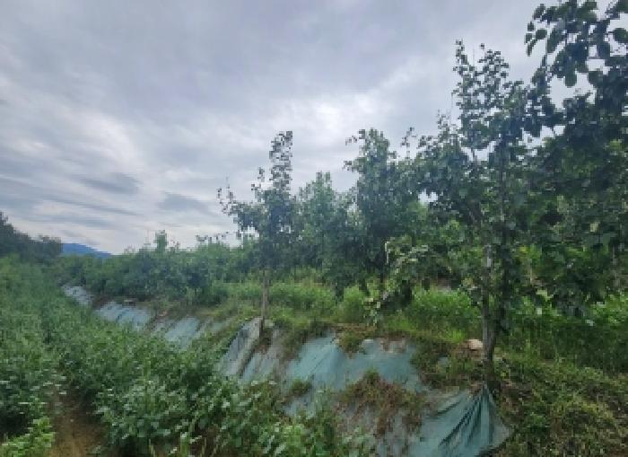 충청북도 옥천군 청산면 백운리 269 전 경매 사진 11