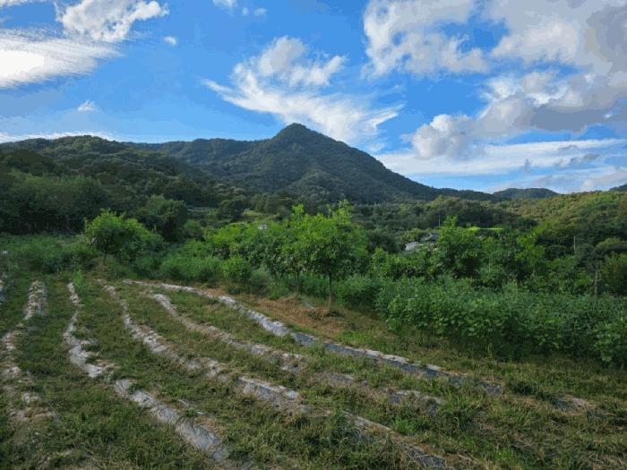 충청북도 옥천군 청산면 백운리 269 전 경매 사진 5