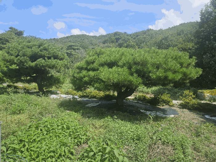 경상북도 경주시 강동면 안계리 30-3 주택 경매 사진 13