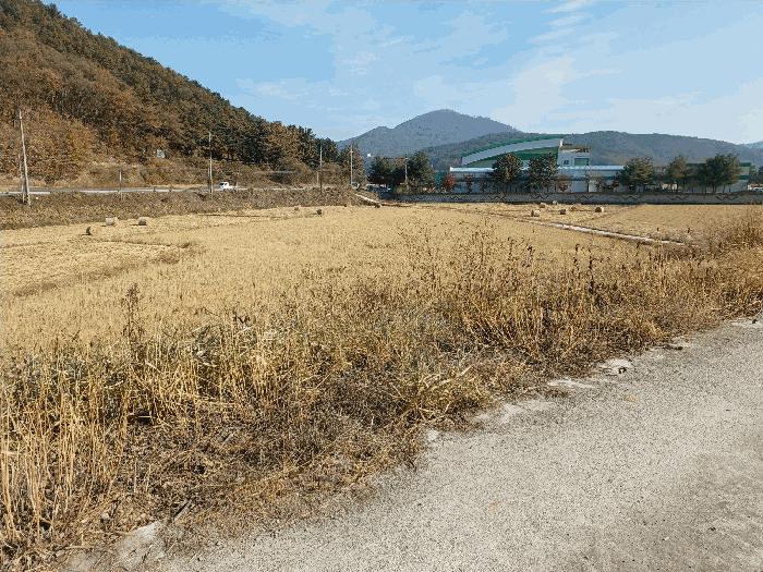 경상북도 경주시 효현동 1110-1 답 경매 사진 3