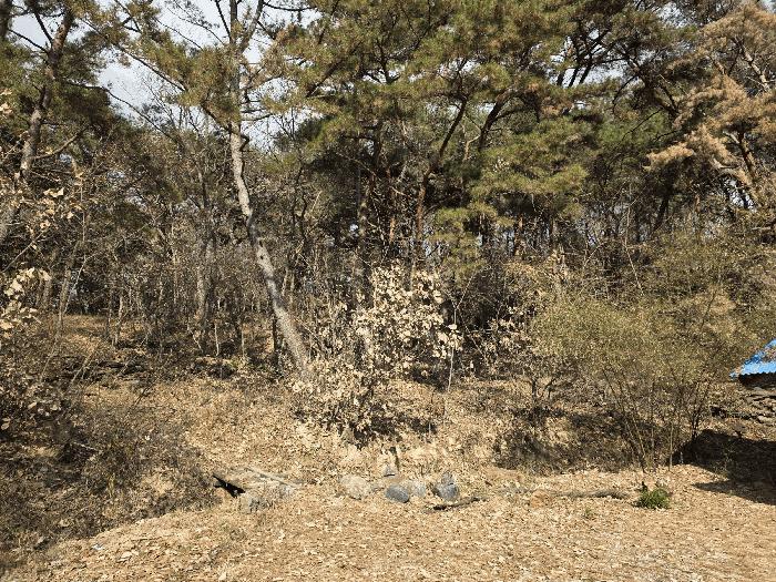 경상북도 경주시 임야