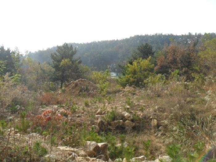 충청남도 태안군 태안읍 평천리 728-6 임야 경매 사진 10