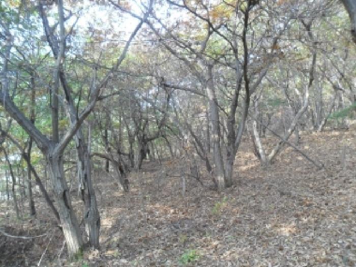 충청남도 태안군 태안읍 평천리 728-6 임야 경매 사진 7