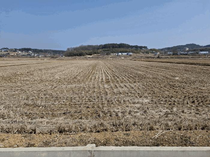충청남도 당진시 석문면 삼봉리 694-9 답 경매 사진 2