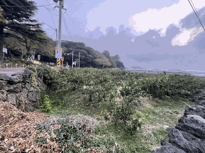 제주특별자치도 제주시 애월읍 납읍리 1505-1 과수원 경매 사진 2