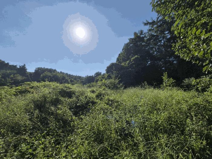 경기 안성시 임야