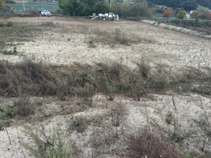 충청북도 증평군 증평읍 덕상리 555 답 경매 사진 10