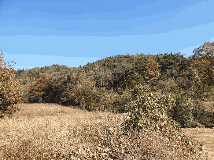 경상북도 칠곡군 북삼읍 오평리 산67 임야 경매 사진 4