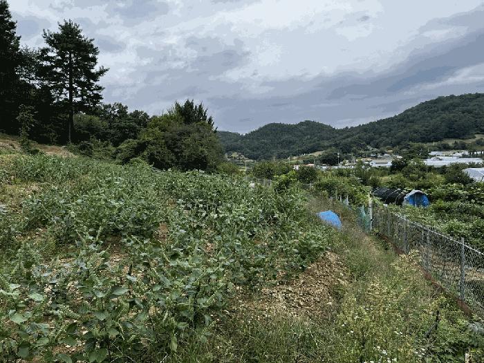 대전광역시 서구 괴곡동 182 전 경매 사진 15
