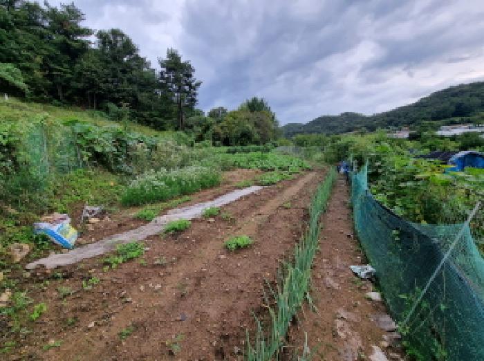 대전광역시 서구 괴곡동 182 전 경매 사진 6