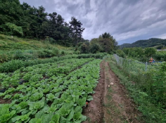 대전광역시 서구 괴곡동 182 전 경매 사진 7