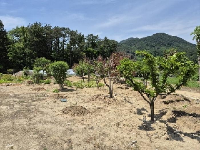 전라남도 담양군 무정면 평지리 593 과수원 경매 사진 13