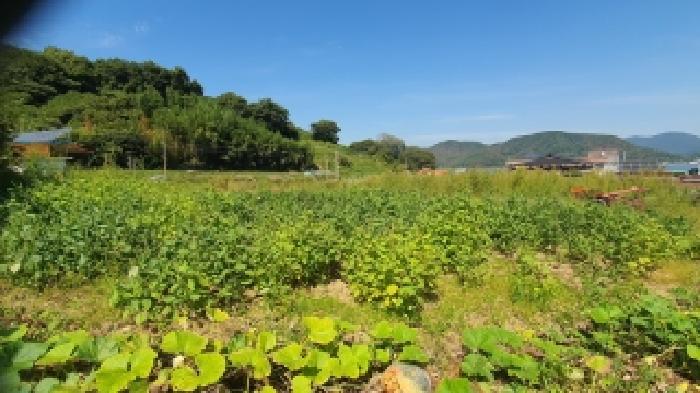 경상남도 창원시 마산합포구 진전면 창포리 163 대지 경매 사진 13