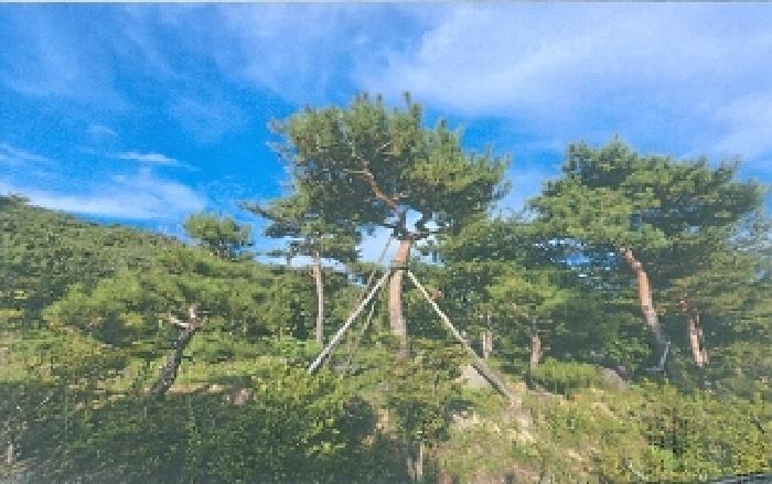 강원특별자치도 삼척시 원덕읍 임원리 1071 주택 경매 사진 16