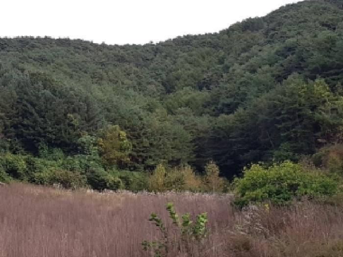 강원특별자치도 인제군 상남면 하남리 76 전 경매 사진 7