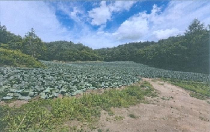 강원특별자치도 강릉시 왕산면 고단리 551 전 경매 사진 6