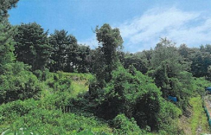 강원특별자치도 동해시 천곡동 산255 임야 경매 사진 5