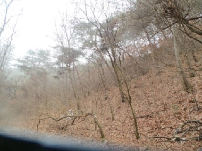 강원특별자치도 춘천시 동면 지내리 산51-3 임야 경매 사진 2
