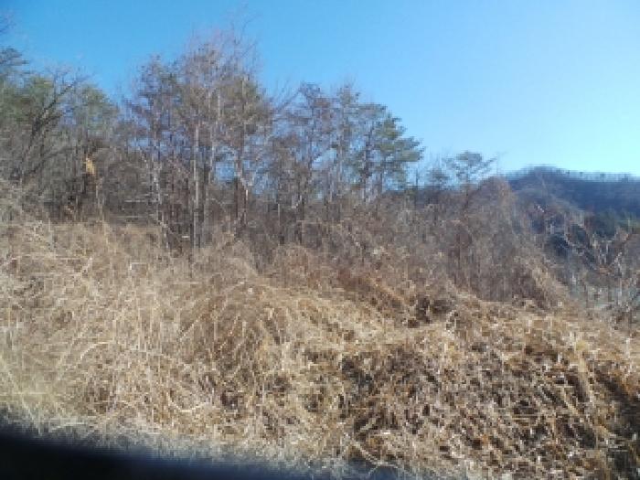 강원특별자치도 춘천시 남산면 산수리 산137-9 임야 경매 사진 9