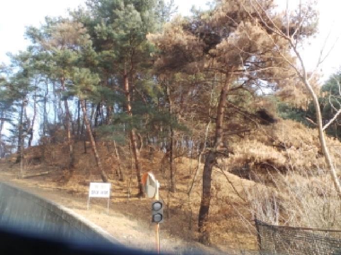 강원특별자치도 춘천시 신동면 정족리 산115-5 임야 경매 사진 14