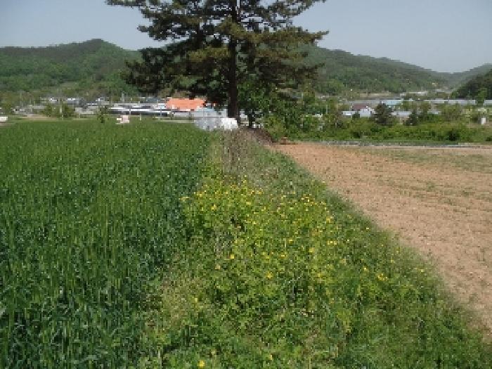 충청남도 논산시 양촌면 인천리 10 전 경매 사진 10